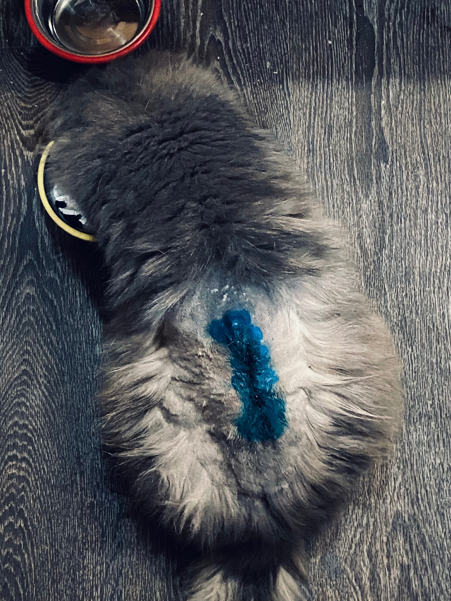 Вся обмеховка обнулилась! Придется шерсть на спинке отращивать заново! Везде фото автора,