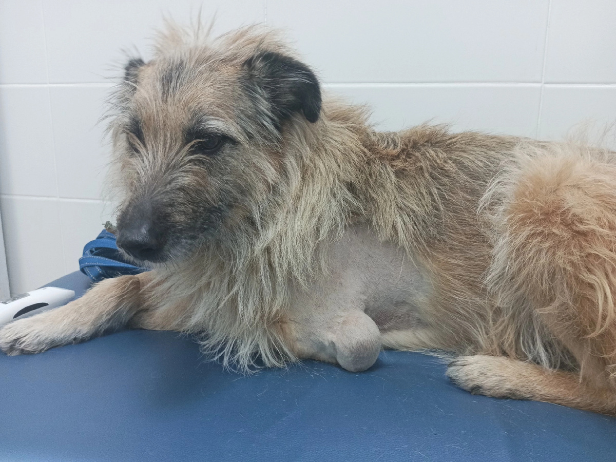 Опухоль на лапке Баси представляет серьезную угрозу её жизни  