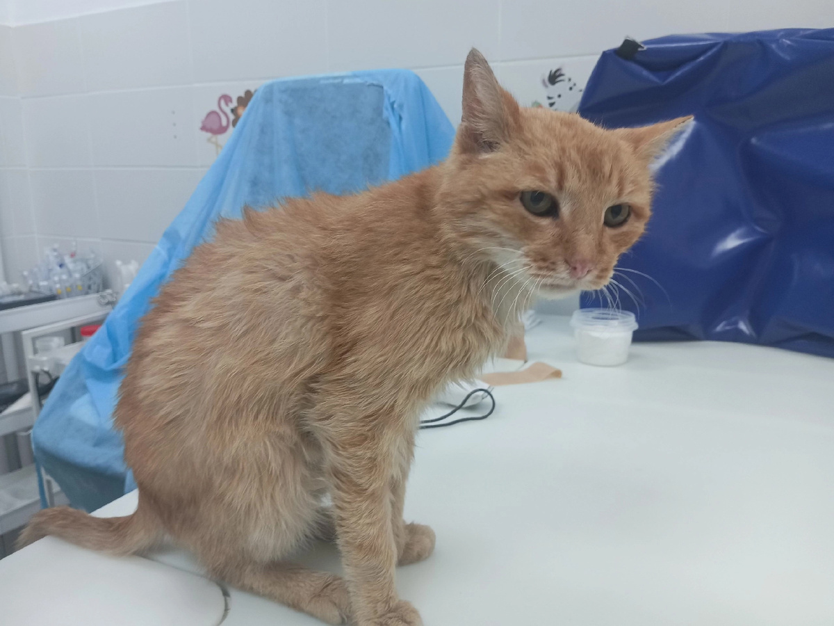 А рыжее солнышко по имени Мурзик все также грустит 