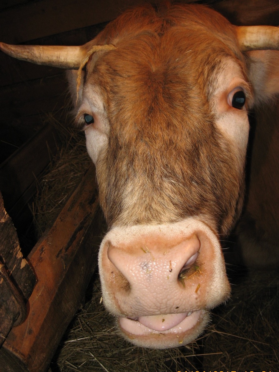 Моя первая корова