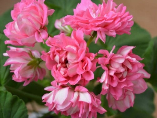 Этой пионоцветной герань вполне подойдёт полная освещенность.