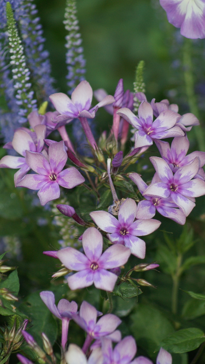 Флокс "Звездочет" в моем саду