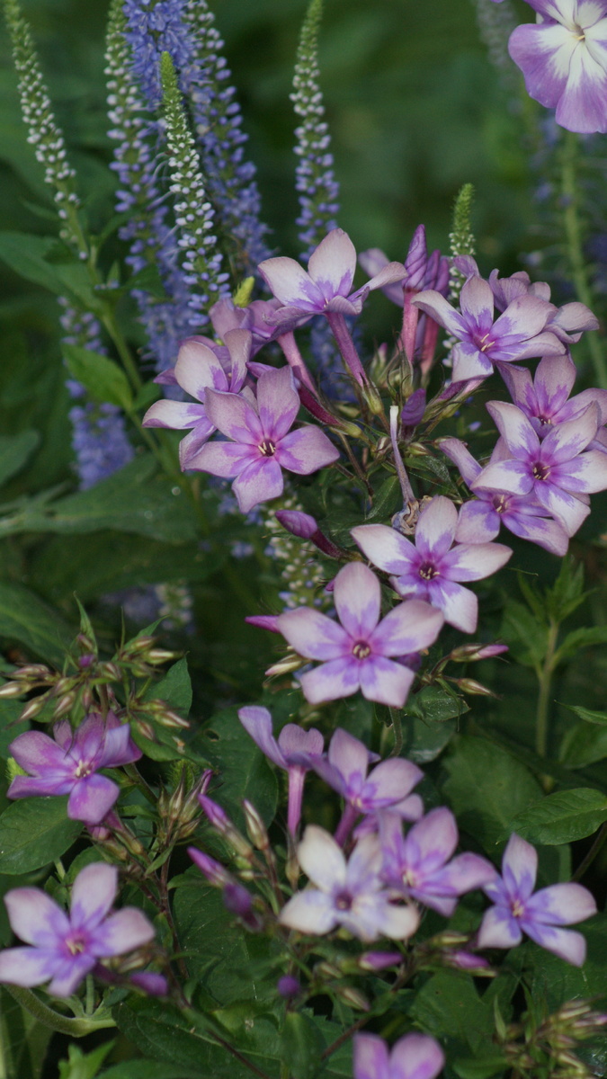 Флокс "Звездочет" в моем саду