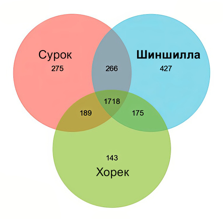 Количество уникальных и совпадающих видов микроорганизмов в ЖКТ разных животных. Источник mdpi.com/2076-2607/12/4/646