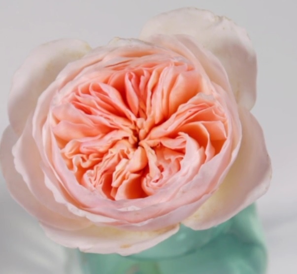 Роза Джульетта