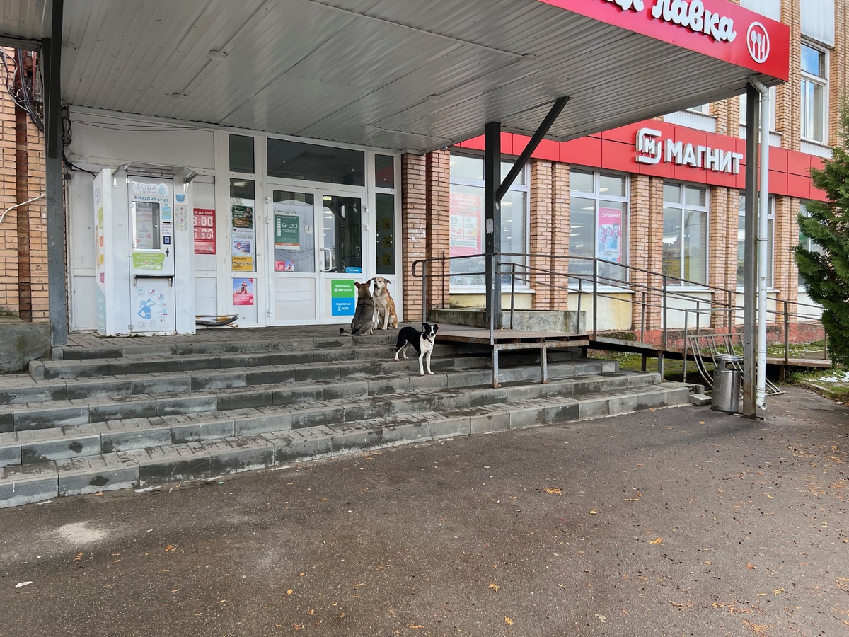 Это мой «Магнит» по дороге на дачу. 90% покупателей здесь — работающие люди с небольшими доходами и пенсионеры