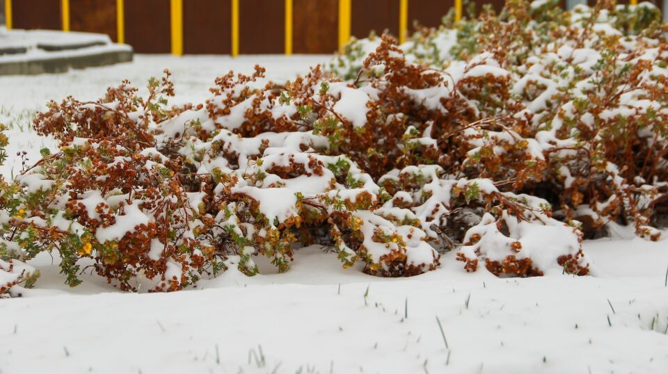    Осенний Барнаул, укрытый снегом. 13 октября 2024 года. Источник: Виталий Барабаш