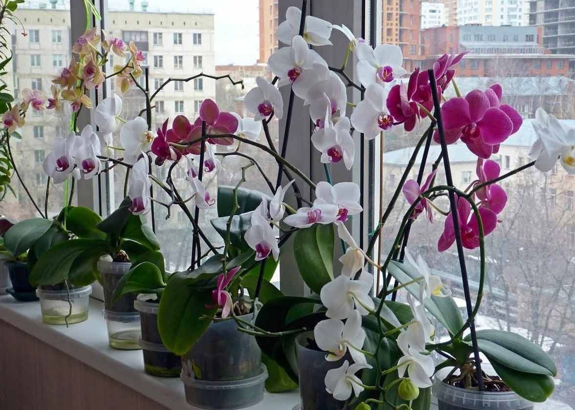 орхидеи. Фото из открытых источников