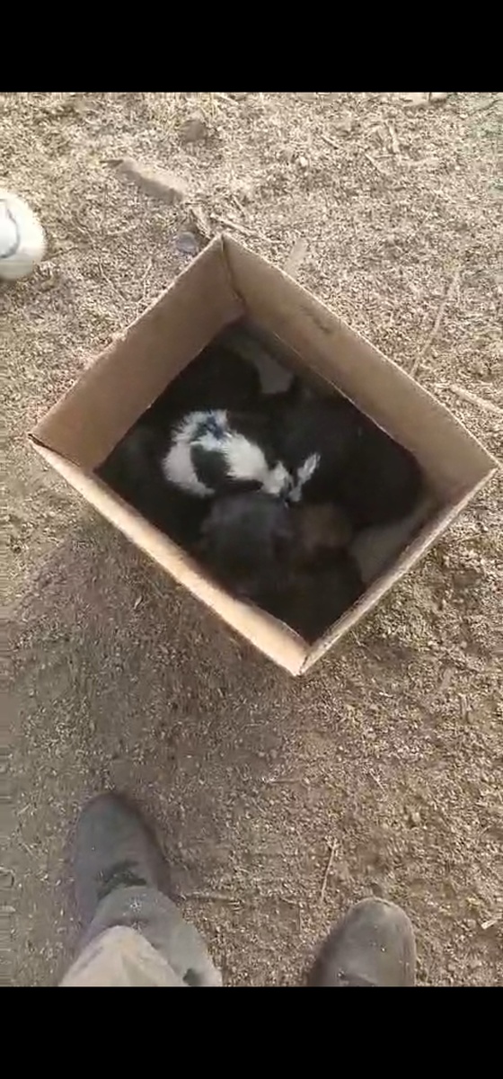 Полная коробочка малышей!!!