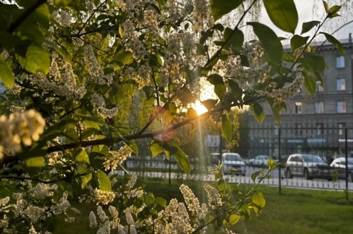    Депутаты Заксобрания возглавили движение «За чистый и зелёный Новосибирск»