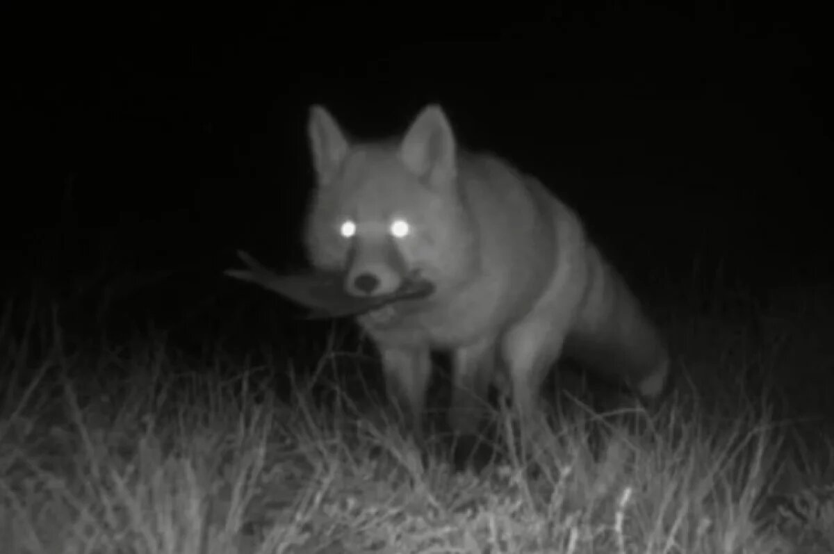    Около Саяно-Шушенской ГЭС в фотоловушку попала лисица с рыбой в зубах