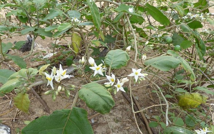    Способ массового производства подвоев из страшного паслена для баклажанов нашли исследователи