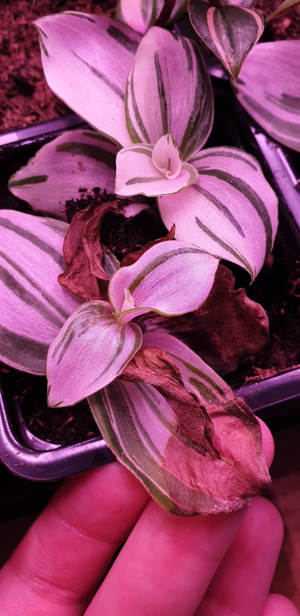 Типичное нарушение полива