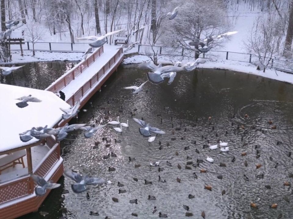    Лебединое озеро Новосибирского зоопарка в ноябре. Источник: Официальный телеграм-канал Новосибирского зоопарка имени Р.А. Шило