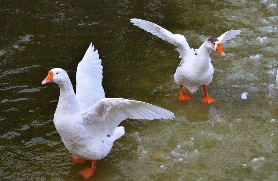    Лебединое озеро Новосибирского зоопарка в ноябре. Источник: Официальный телеграм-канал Новосибирского зоопарка имени Р.А. Шило
