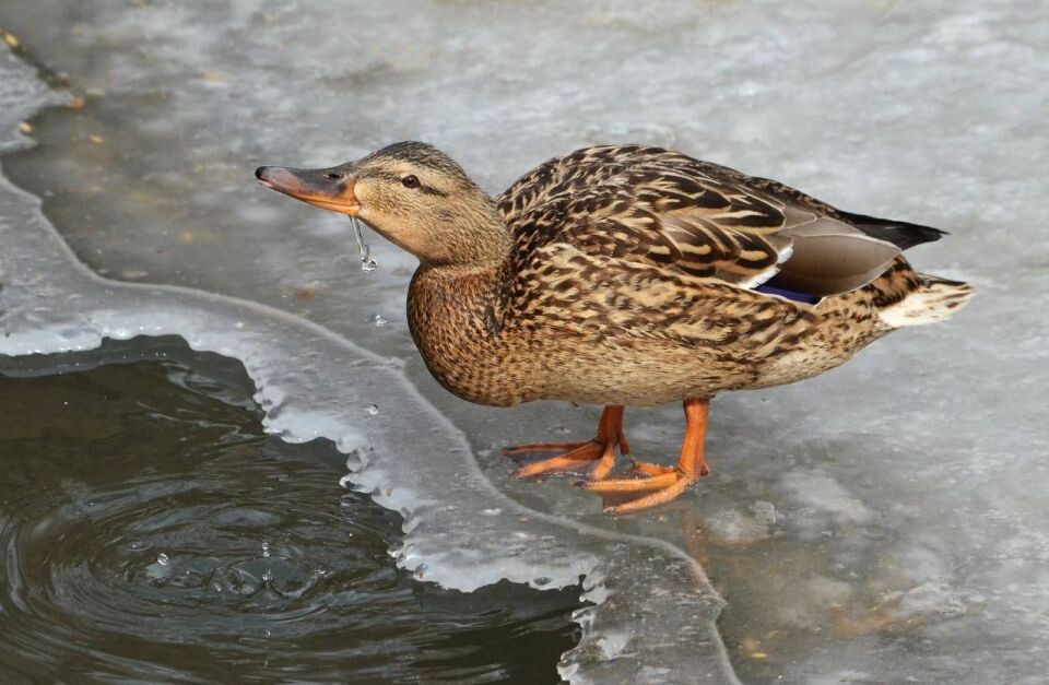    Лебединое озеро Новосибирского зоопарка в ноябре. Источник: Официальный телеграм-канал Новосибирского зоопарка имени Р.А. Шило