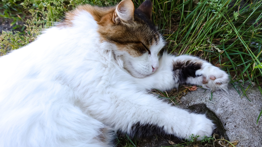    фото: Elena Mayorova//Globallookpress