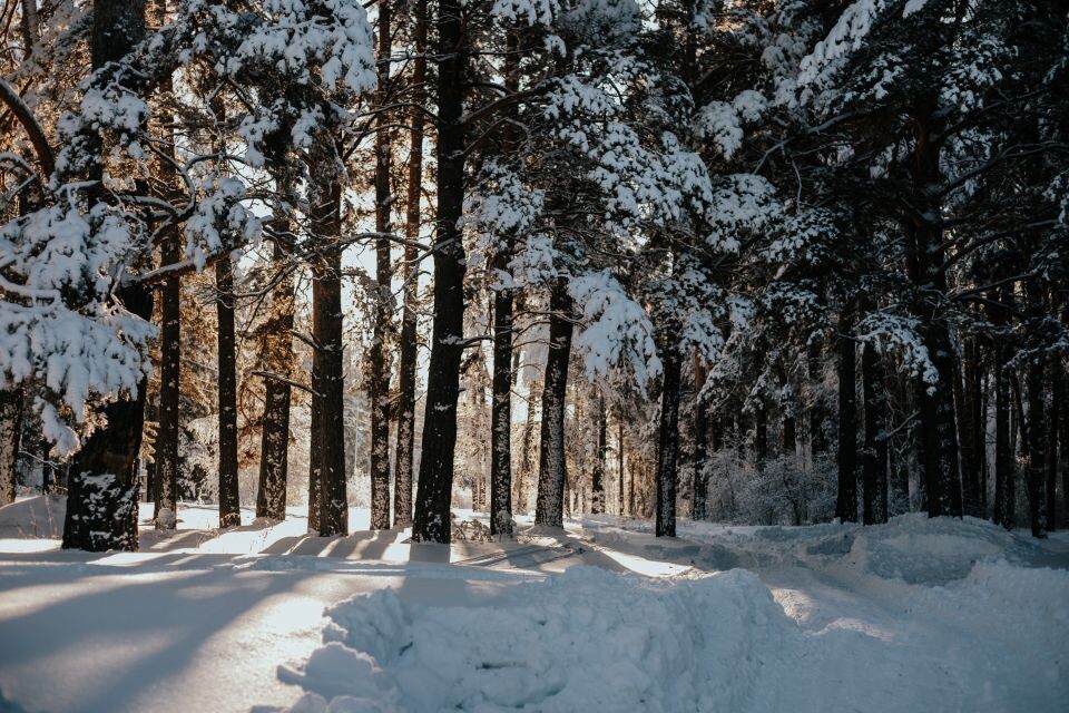    Лес. Деревья. Источник: Анна Меньшикова