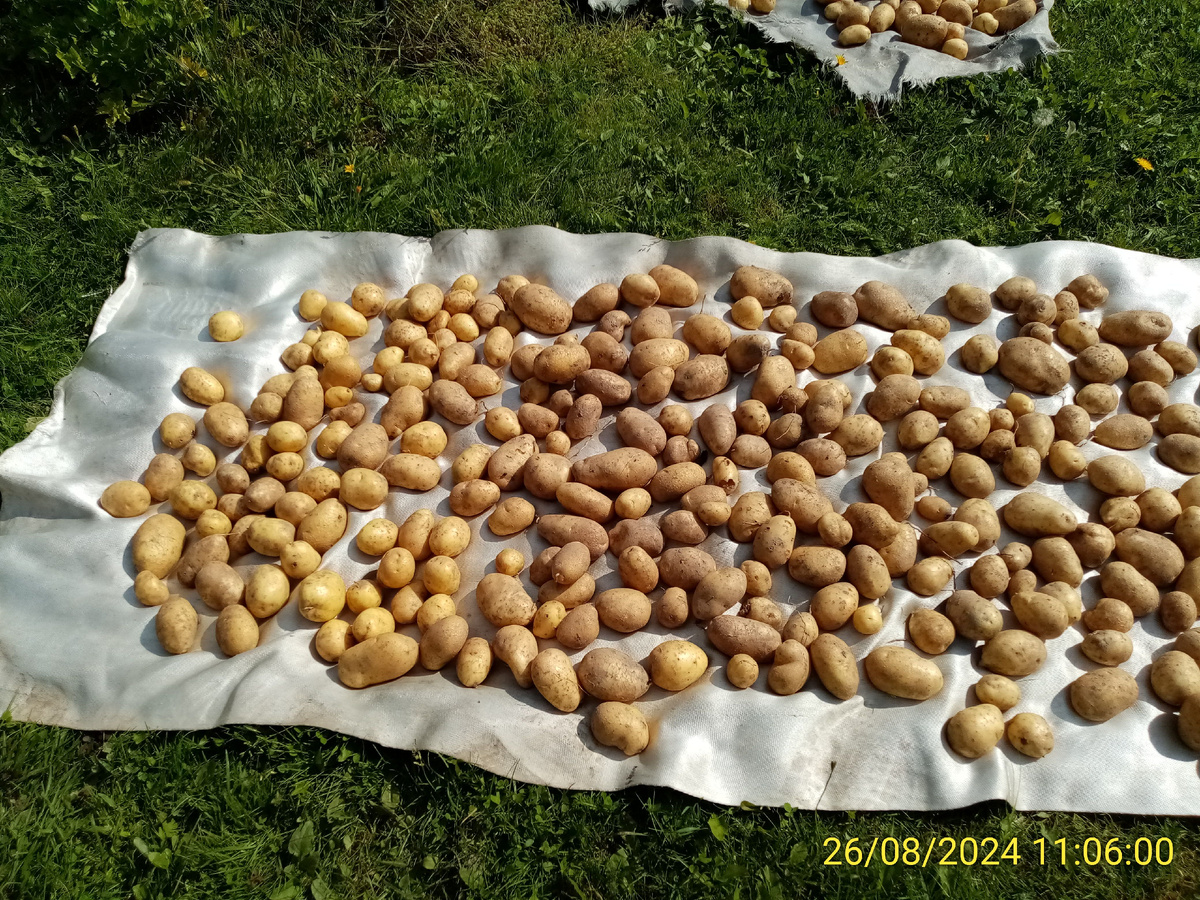 Всегда мою картофель для хранения