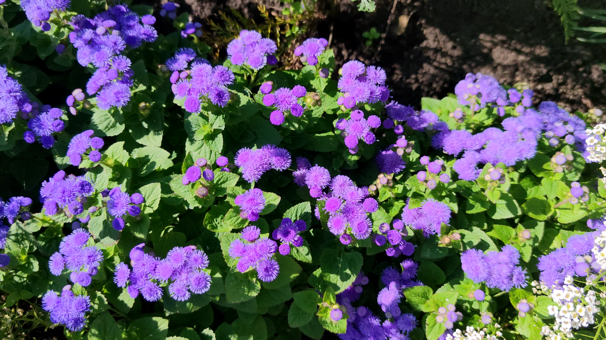 Агератум f1 Алоха Блу