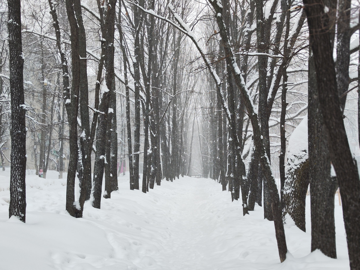 Снегопад будет весь день в пятницу.  Фото: Фото: ФедералПресс / Ксения Кобалия
