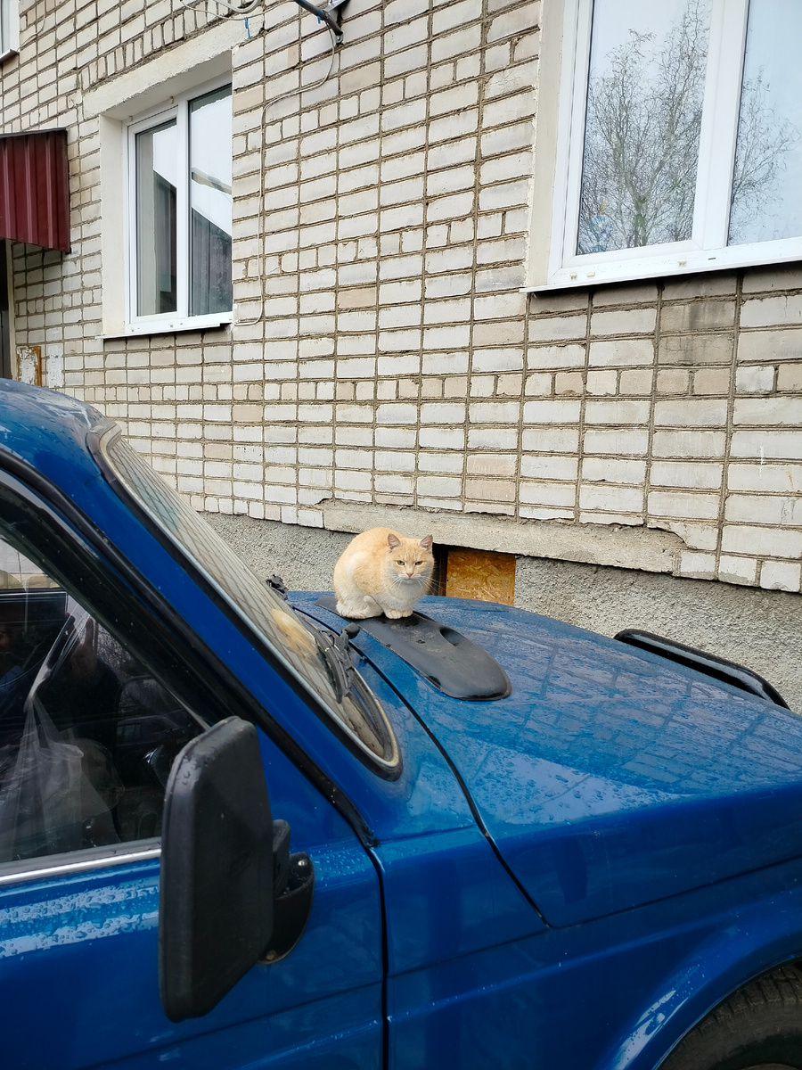 Вчера утром под нашими окнами