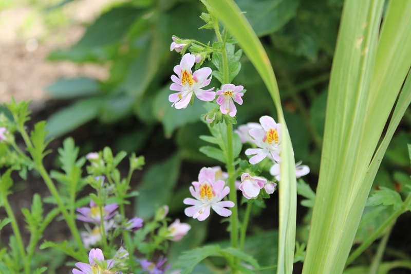 Схизантус визетонский «Мотылёк» летом 2024 г. Подмосковье