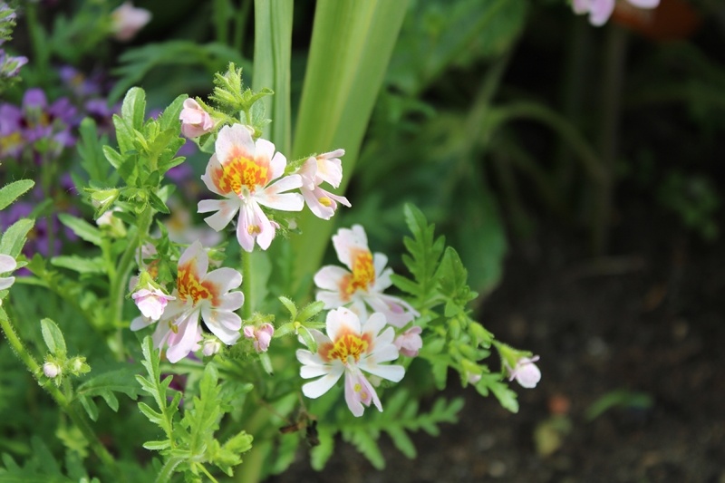 На фото хорошо видны цветки, напоминающие цветки орхидеи