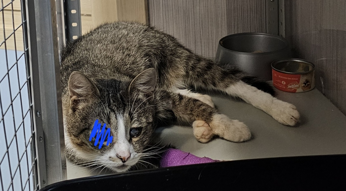 Арашик сейчас