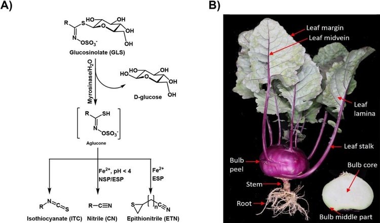    Как ткани кольраби вырабатывают полезные для здоровья соединения