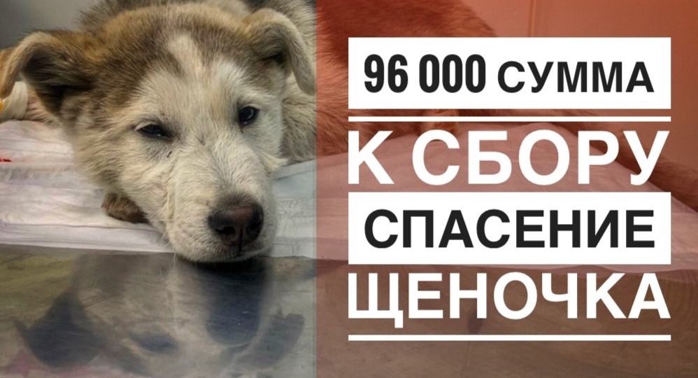После ДТП малыш на двух лапках приполз к людям!