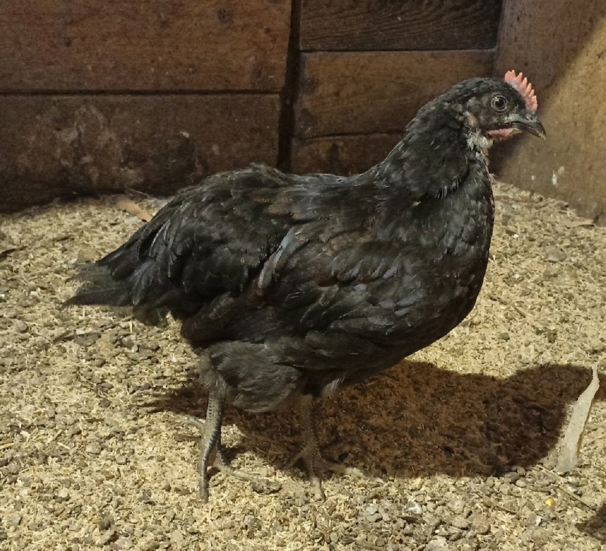 Он же, в юном возрасте