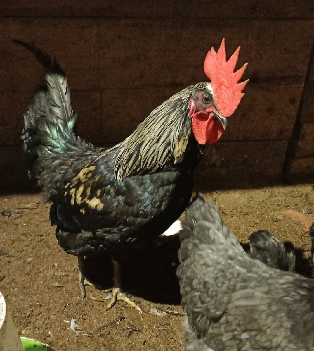 Главный будильник