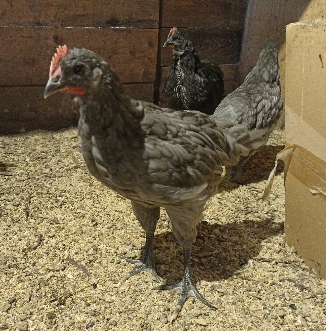 Будущий хозяин гарема. Молодой петушок породы сильверудд голубого окраса. На заднем плане его черный братик. 