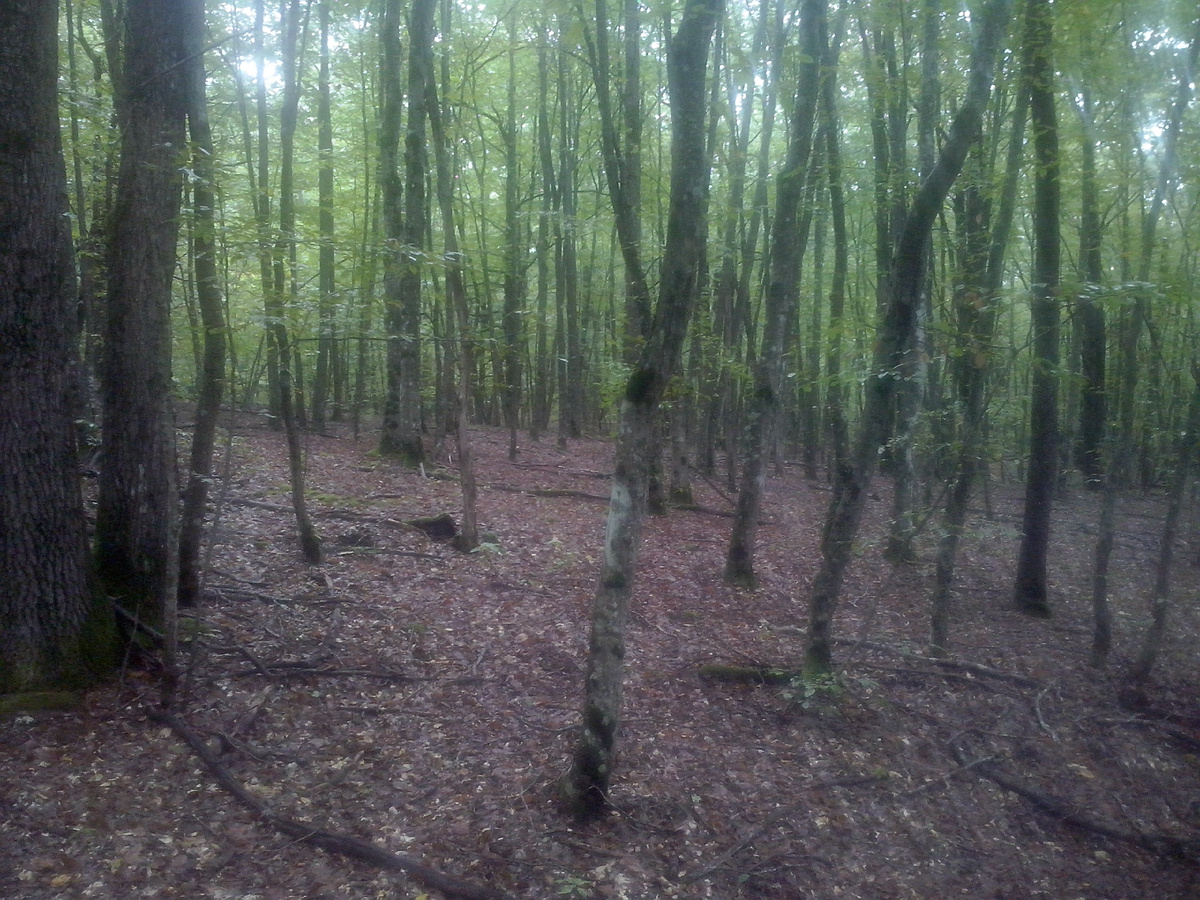 Лес. фото автора