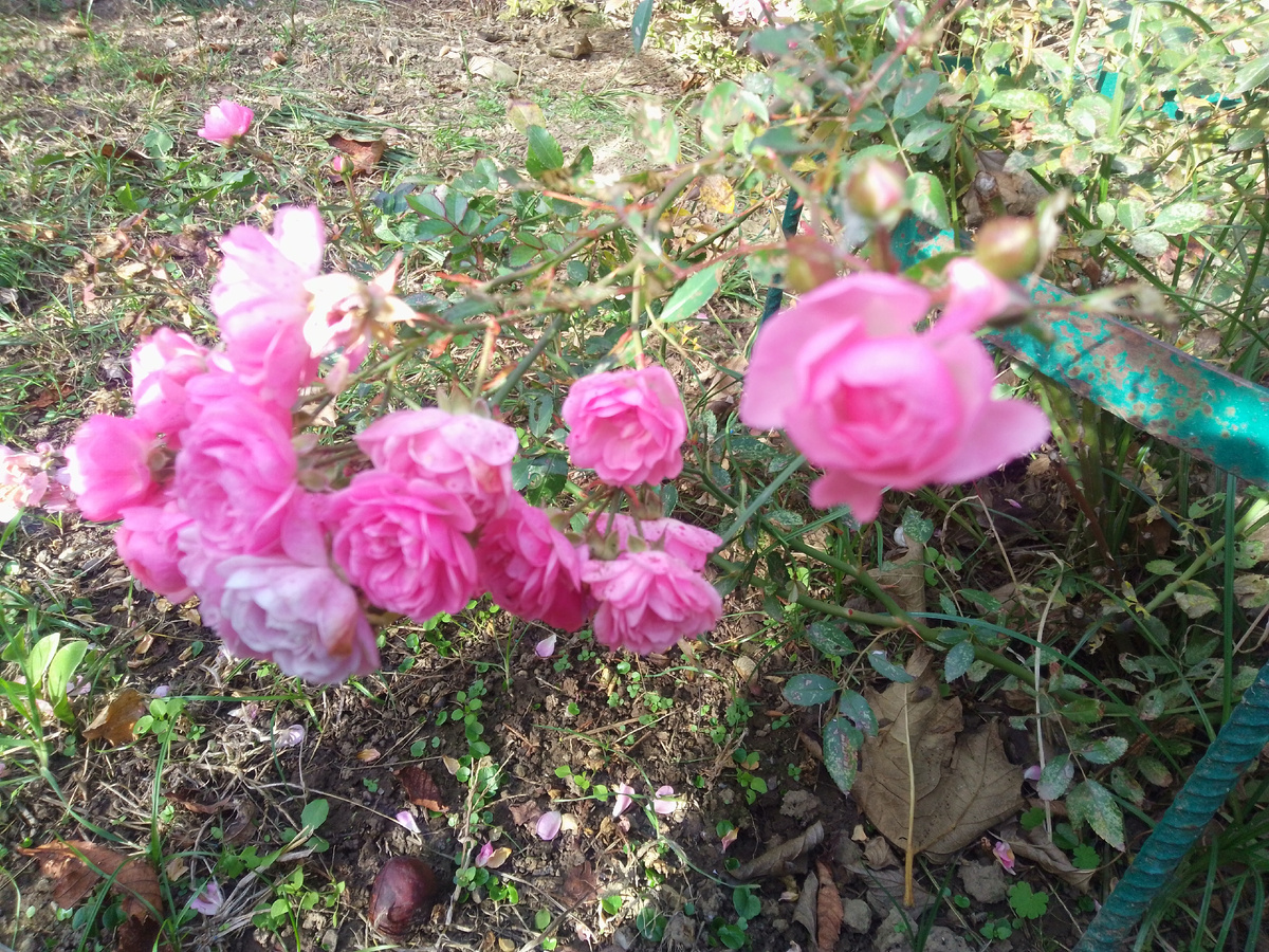 Розочка ещё цветет