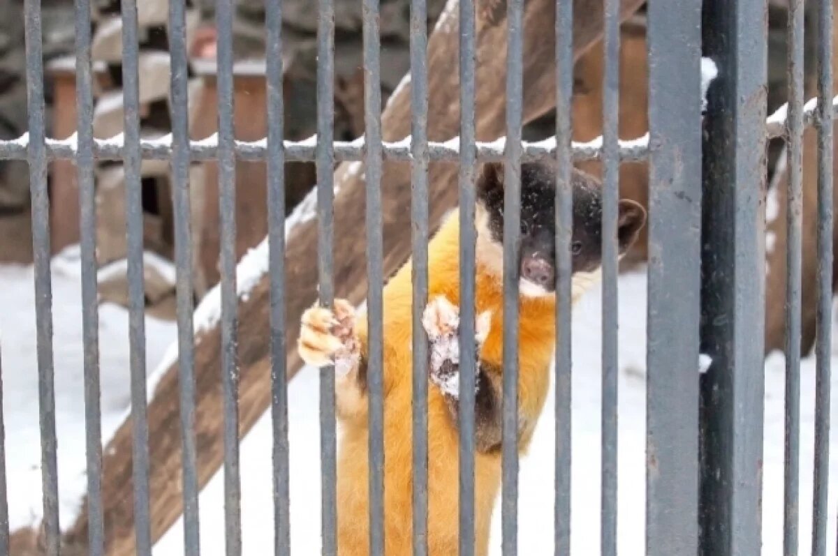    Новосибирцев приглашают сдать старые вещи в зоопарк – из них сделают гамаки