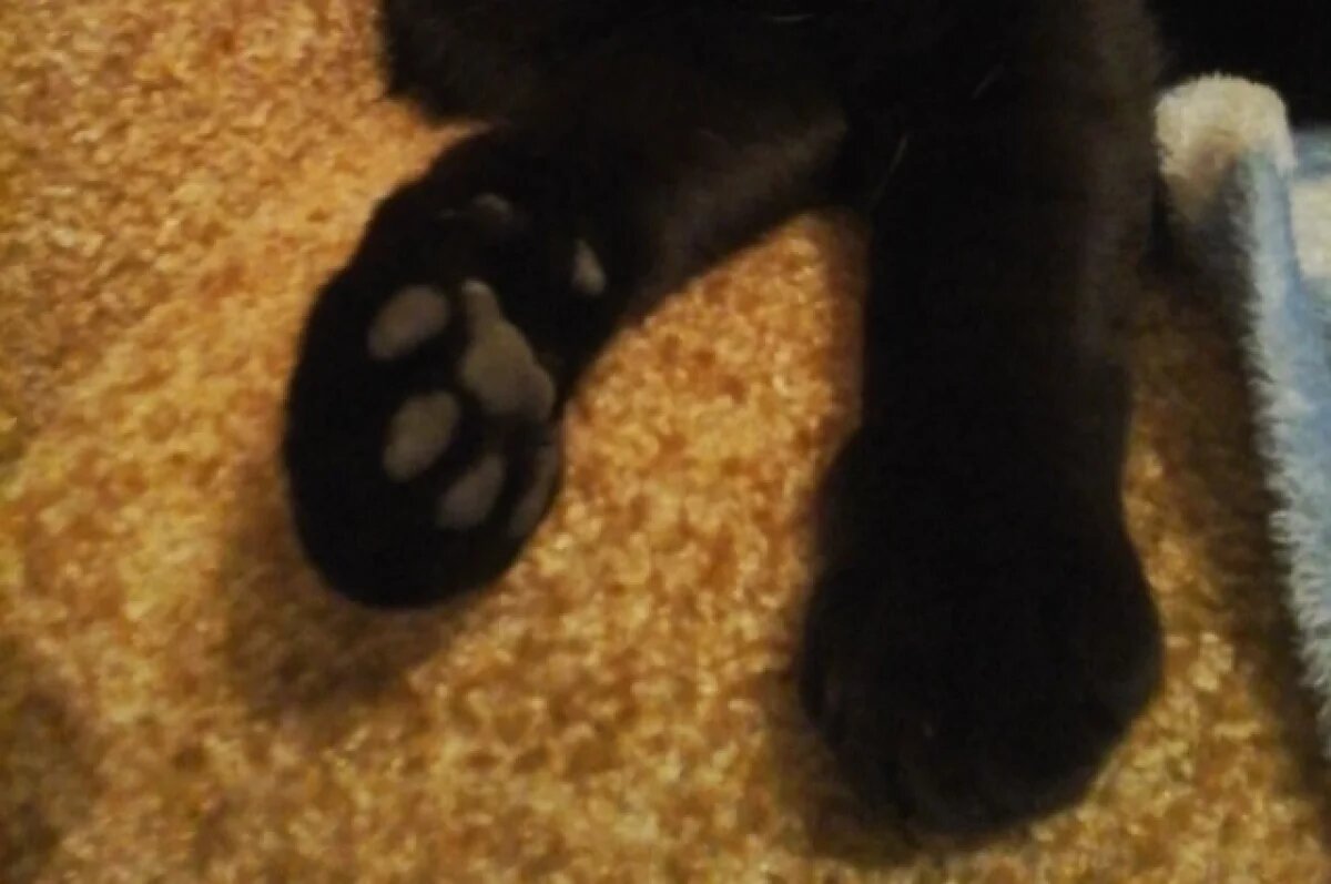    В Заречном под Пензой спасли кота, который 4 дня просидел на дереве