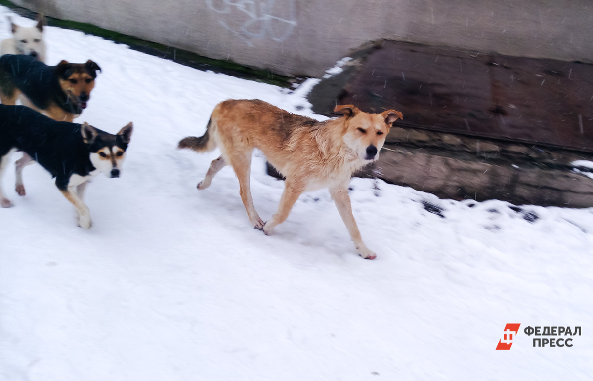 Жители просят изолировать животных, которые нападают на людей.  Фото: ФедералПресс / Елена Майорова