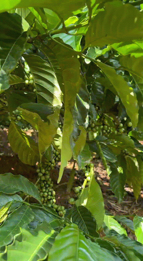 Прогулка по кофейной плантации в Далате