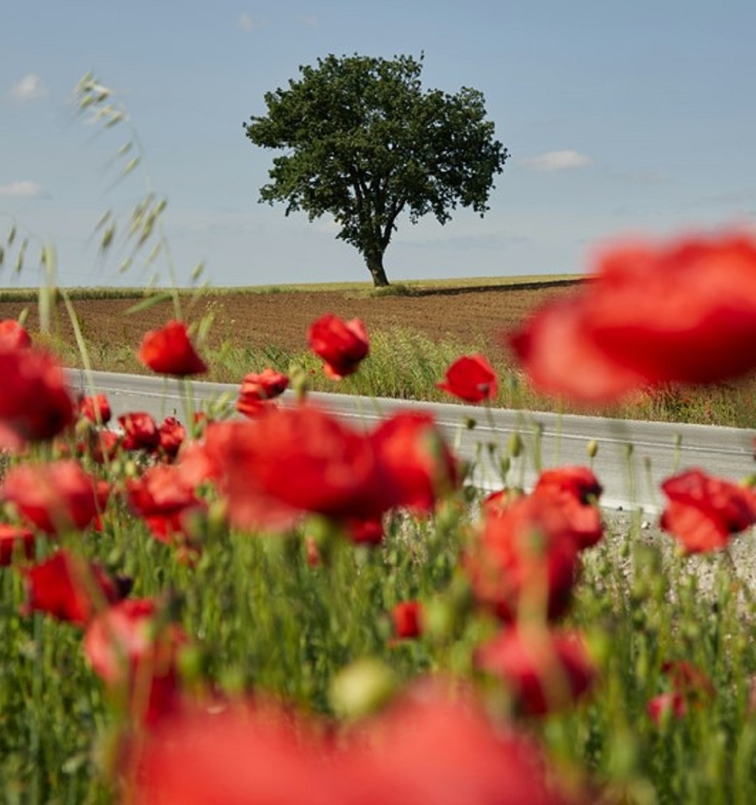 Источник: https://unsplash.com/  