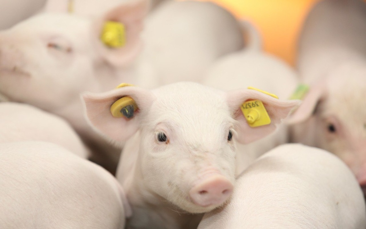    В Липецкой области производство скота и птицы в живом весе выросло на 15% Управления сельского хозяйства Липецкой области