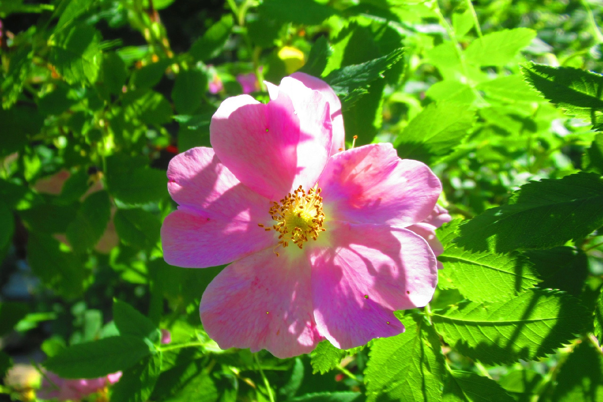 © фото Марины Романовой 