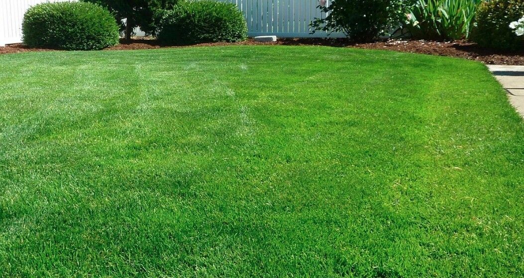 Пожелтение газона. Пожелтение газона. Трава газон. Горчица газон. Райграс пастбищный.