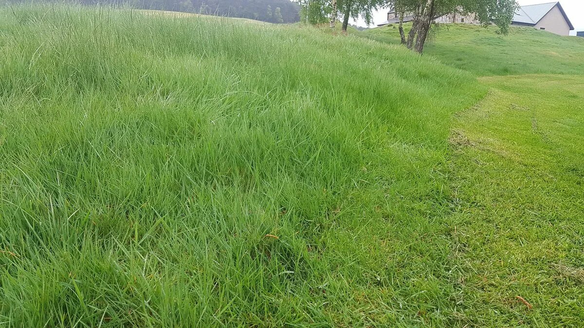 Мятлик луговой