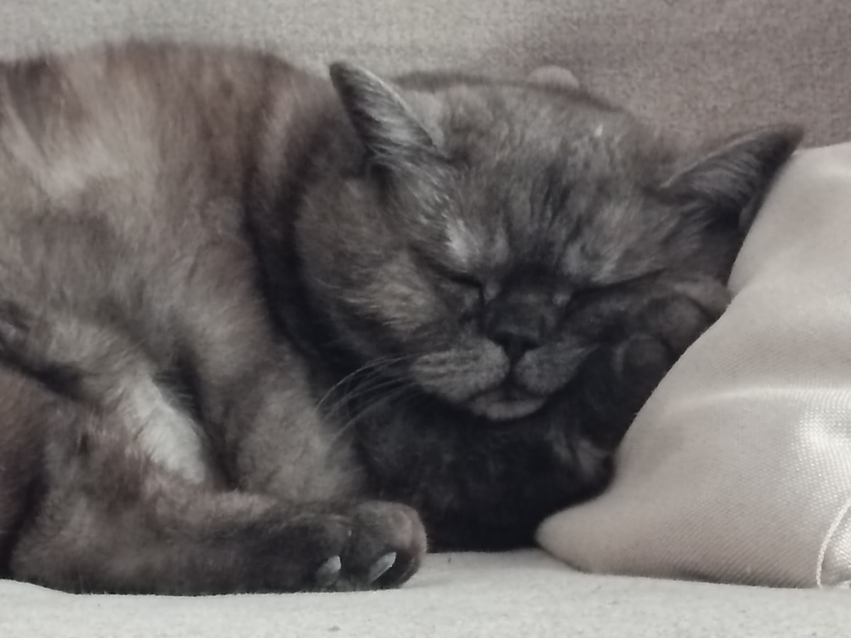 Шладкая такая