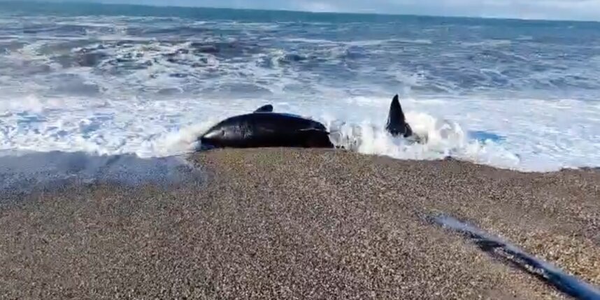    скриншот видео Сергея Лебедева в соцсети "Вконтакте"