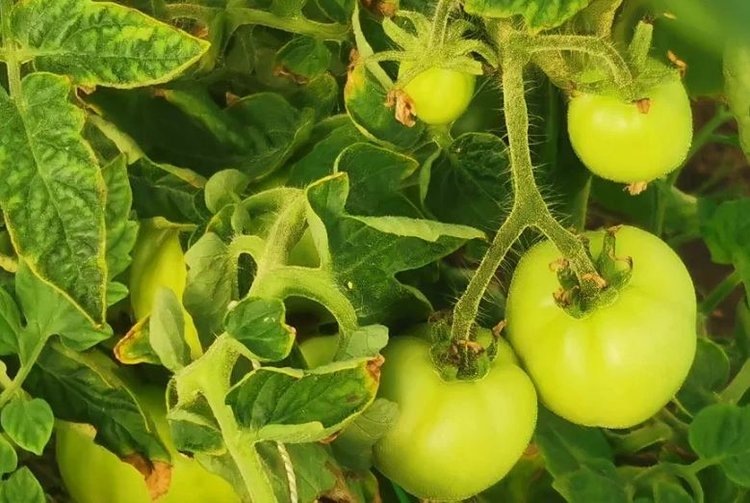    Реакция томатной минирующей моли на один гибрид помидора удивила ученых