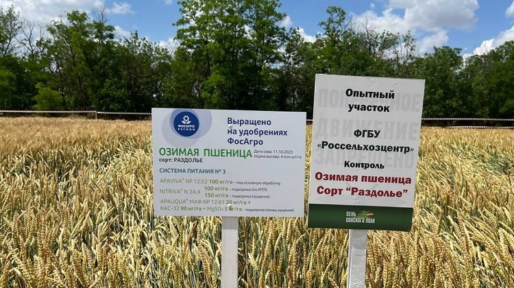    Доля отечественных семян в посевной кампании 2024 года в Ростовской области