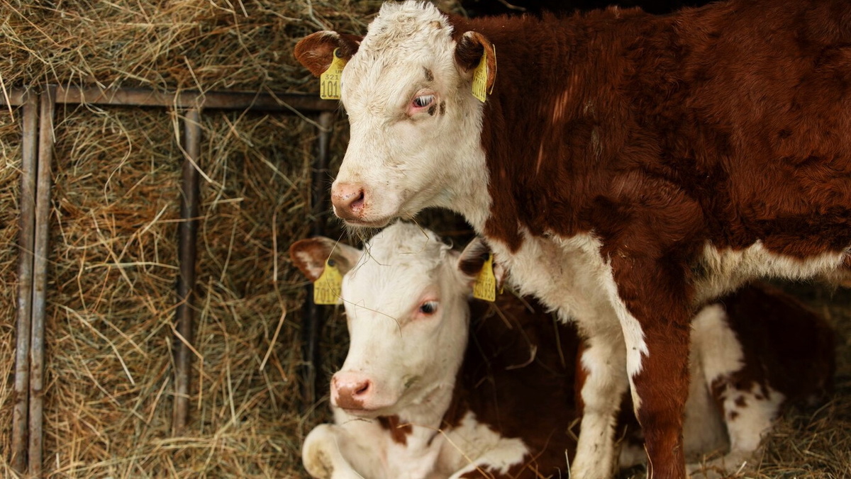    В Югре продолжаются мероприятия по предотвращению вируса лейкоза у коров